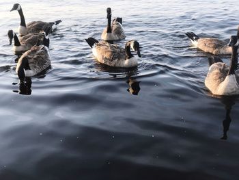 Ducks swimming on lake