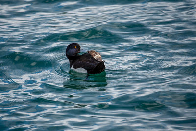 High angle view of duck swimming in sea