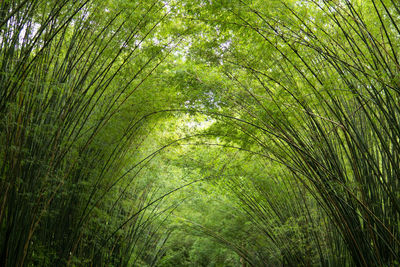 Full frame shot of bamboo trees