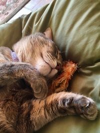 Close-up of cat sleeping on bed at home