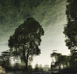 Reflection of trees in water