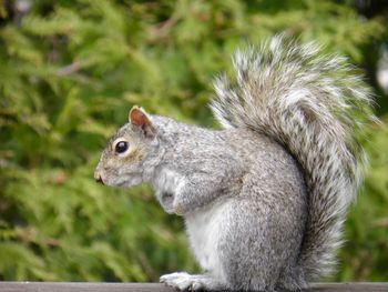 Close-up of squirrel on rock