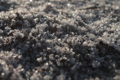 Close-up of snow on plants