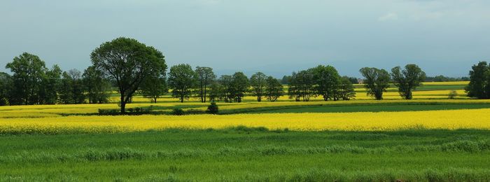 Trees on field against sky