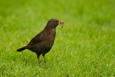 Close-up of a bird on grass