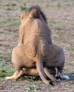 Close-up of horse