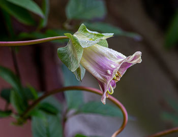 Close-up of purple flowering plant