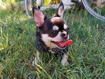 Portrait of a dog on field