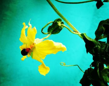 Low angle view of insect on yellow flower