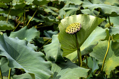 Close-up of lotus flower after blooming