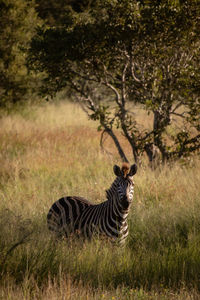 Zebra standing on land