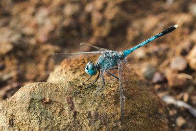 Close-up of insect on rock