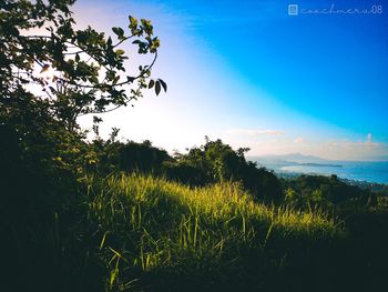 Plants and trees on field against blue sky