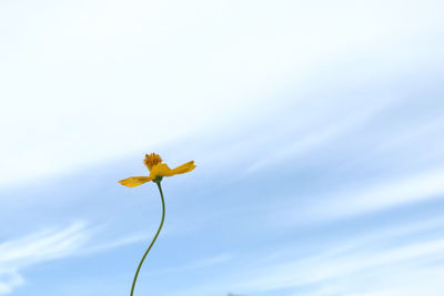 Low angle view of yellow flowering plant against sky