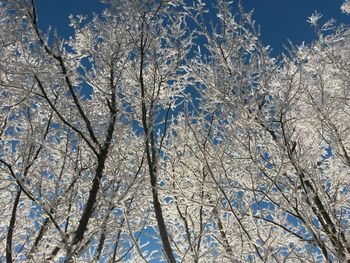Low angle view of frozen bare trees against blue sky