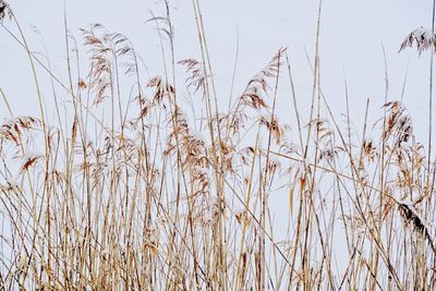 Close-up of fresh plants against sky