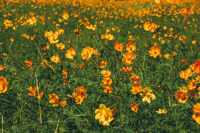 Close-up of yellow flowering plants on field