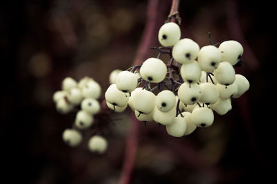 Close-up of white flowers