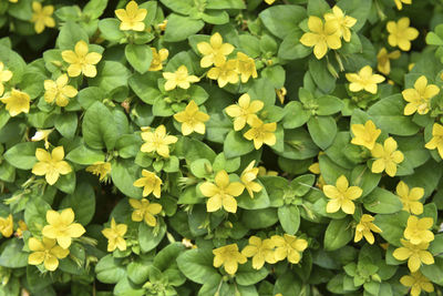 Full frame shot of yellow flowering plants