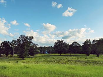 Trees on field against sky