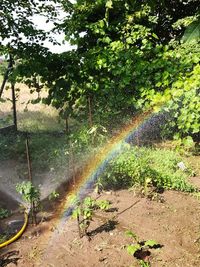 Scenic view of rainbow over trees