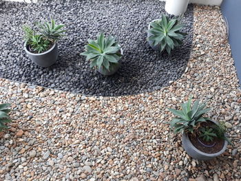 High angle view of potted plant