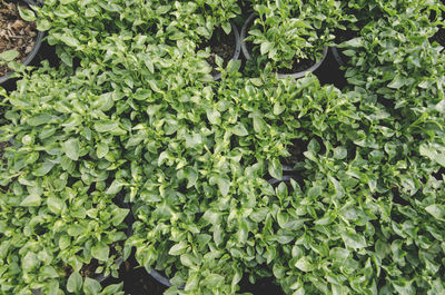 Full frame shot of fresh green plants