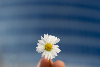 Close-up of human hand holding white flower