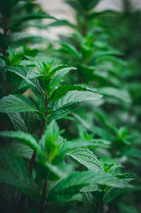 Close-up of fresh green leaves on plant in field