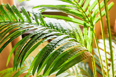 Close-up of palm leaf