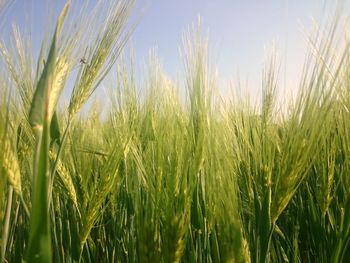 Close-up of wheat growing on field