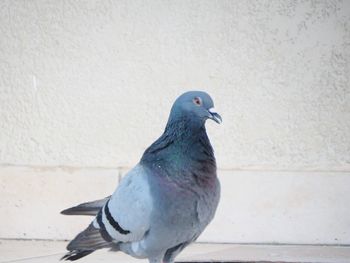 Close-up of bird