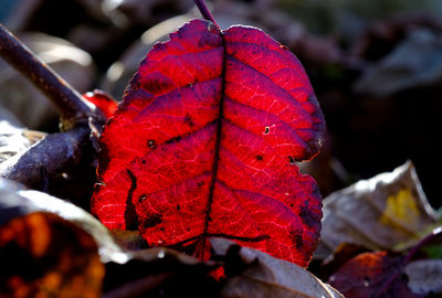 Close-up of red leaves