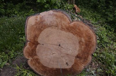 High angle view of tree stump on field