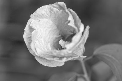 Close-up of rose flower