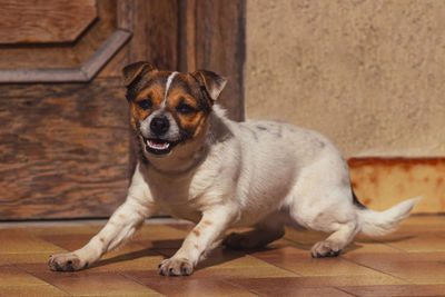 Portrait of puppy sitting on floor