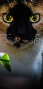 Close-up portrait of a cat