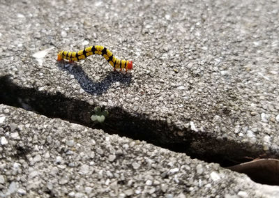 High angle view of insect on rock