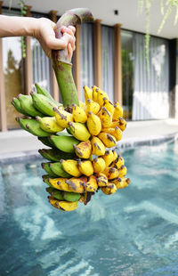 Hand holding bunch of bananas branch in background of an outdoor swimming pool