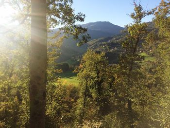 Trees on landscape against mountains