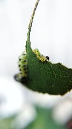 Close-up of insect on leaf