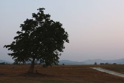 Scenic view of field against clear sky