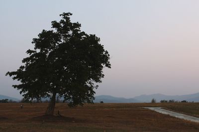 Scenic view of field against clear sky