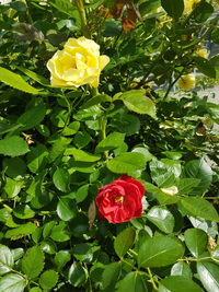 Close-up of red rose and yellow roses