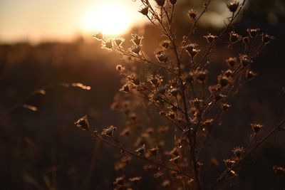 Close-up of dried plant on field