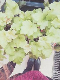 Low section of flowers and leaves in water