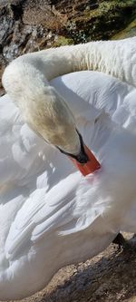 View of swan swimming in lake