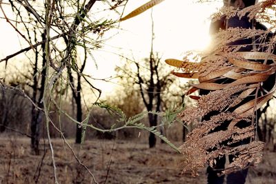 Close-up of dry plant on land