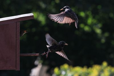 Close-up of bird landing on birdhouse