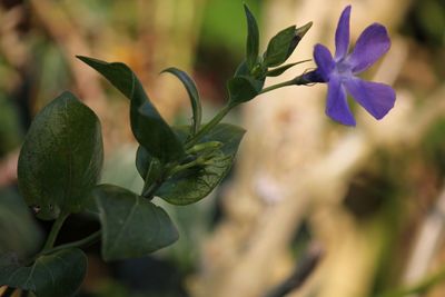 Close-up of purple flowers